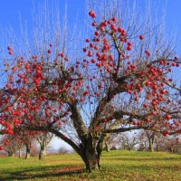 Indian Creek Farm