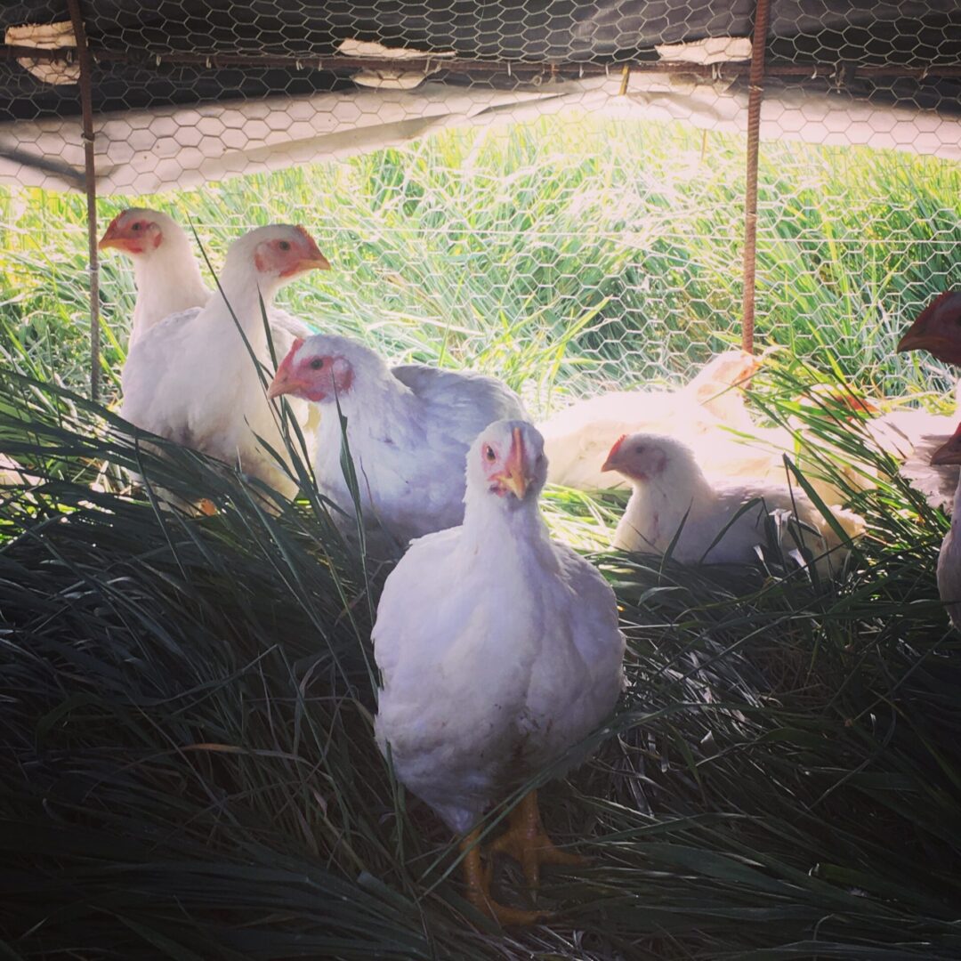 Indian Ridge Farm